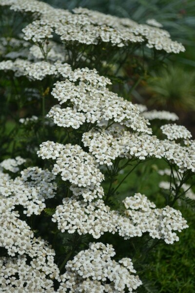 Achillea millefolium 'Schneetaler' Röllika 5-10 i kruka P9 Achillea millefolium 'Schneetaler'