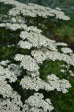 Achillea millefolium 'Schneetaler' Röllika 5-10 i kruka P9 Achillea millefolium 'Schneetaler'