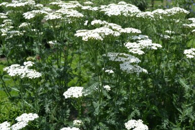 Achillea millefolium 'Schneetaler' Röllika 5-10 i kruka P9 Achillea millefolium 'Schneetaler'