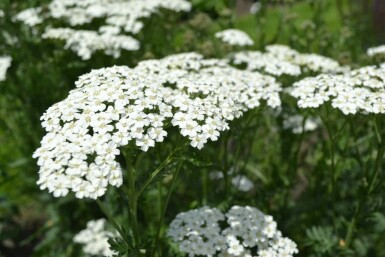 Achillea millefolium 'Schneetaler' Röllika 5-10 i kruka P9 Achillea millefolium 'Schneetaler'