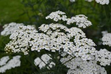 Achillea millefolium 'Schneetaler' Röllika 5-10 i kruka P9 Achillea millefolium 'Schneetaler'