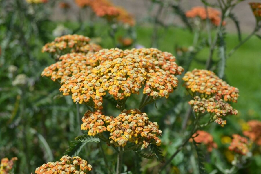 Achillea millefolium 'Terracotta' Röllika 10-15 i kruka C2 Achillea millefolium 'Terracotta'