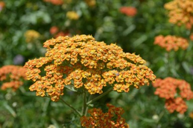 Achillea millefolium 'Terracotta' Röllika 10-15 i kruka C2 Achillea millefolium 'Terracotta'