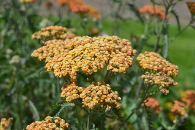 Achillea millefolium 'Terracotta' Röllika 5-10 i kruka P9 Achillea millefolium 'Terracotta'