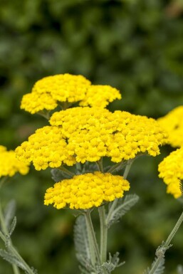 Achillea tomentosa Stenröllika 5-10 i kruka P9 Achillea tomentosa
