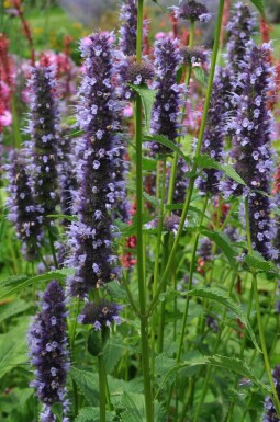 Agastache 'Black Adder' Anisisop 5-10 i kruka P9 Agastache 'Black Adder'