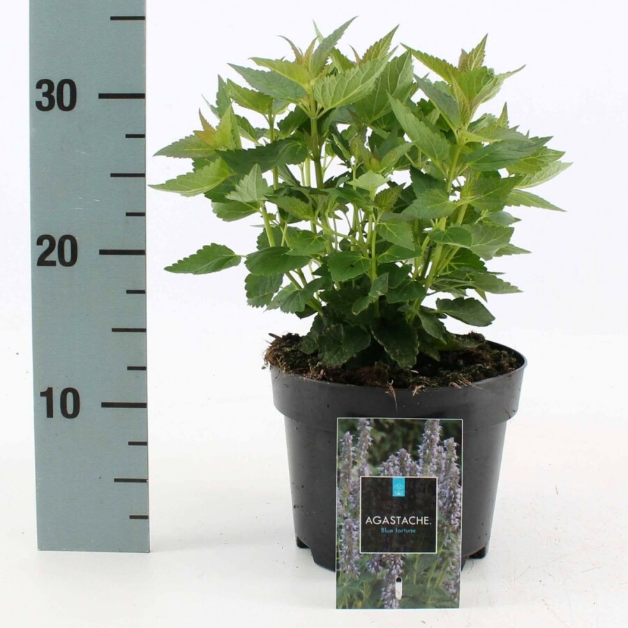 Agastache 'Blue Fortune' Anisisop 10-15 i kruka C2 Agastache 'Blue Fortune'