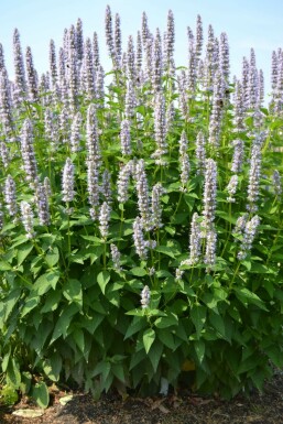 Agastache 'Blue Fortune' Anisisop 10-15 i kruka C2 Agastache 'Blue Fortune'