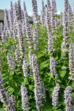 Agastache 'Blue Fortune' Anisisop 10-15 i kruka C2 Agastache 'Blue Fortune'