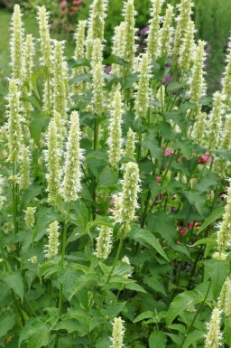 Agastache rugosa 'Alabaster' Koreansk anisisop 5-10 i kruka P9 Agastache rugosa 'Alabaster'