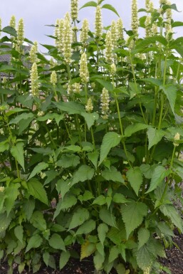Agastache rugosa 'Alabaster' Koreansk anisisop 5-10 i kruka P9 Agastache rugosa 'Alabaster'
