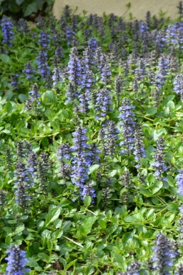 Ajuga reptans Revsuga 5-10 i kruka P9 Ajuga reptans