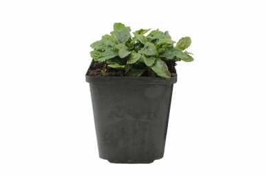 Ajuga reptans Revsuga 5-10 i kruka P9 Ajuga reptans