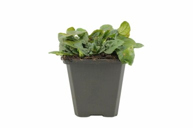 Ajuga reptans 'Alba' Revsuga 5-10 i kruka P9 Ajuga reptans 'Alba'