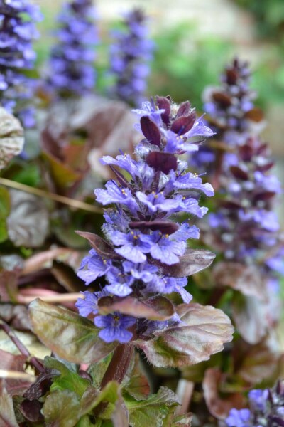 Ajuga reptans 'Atropurpurea' Revsuga 5-10 i kruka P9 Ajuga reptans 'Atropurpurea'