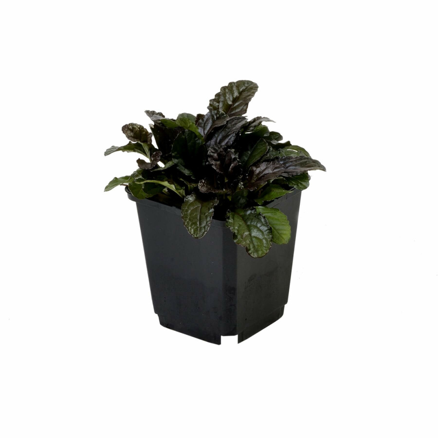 Ajuga reptans 'Atropurpurea' Revsuga 5-10 i kruka P9 Ajuga reptans 'Atropurpurea'