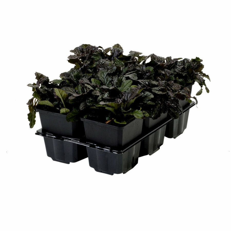 Ajuga reptans 'Atropurpurea' Revsuga 5-10 i kruka P9 Ajuga reptans 'Atropurpurea'