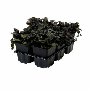 Ajuga reptans 'Atropurpurea' Revsuga 5-10 i kruka P9 Ajuga reptans 'Atropurpurea'