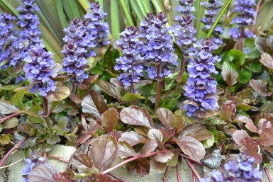 Ajuga reptans 'Atropurpurea' Revsuga 5-10 i kruka P9 Ajuga reptans 'Atropurpurea'