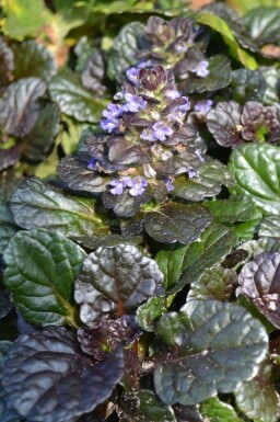 Ajuga reptans 'Black Scallop' Revsuga 5-10 i kruka P9 Ajuga reptans 'Black Scallop'