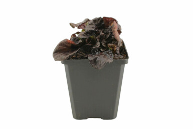 Ajuga reptans 'Black Scallop' Revsuga 5-10 i kruka P9 Ajuga reptans 'Black Scallop'