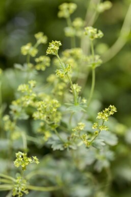 Alchemilla erythropoda Rödskaftig daggkåpa 5-10 i kruka P9 Alchemilla erythropoda