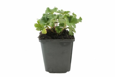 Alchemilla erythropoda Rödskaftig daggkåpa 5-10 i kruka P9 Alchemilla erythropoda