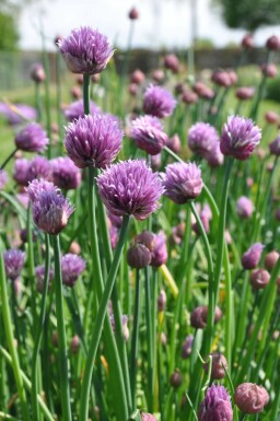 Allium schoenoprasum Gräslök 5-10 i kruka P9 Allium schoenoprasum