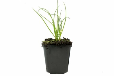 Allium schoenoprasum Gräslök 5-10 i kruka P9 Allium schoenoprasum