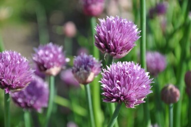 Allium schoenoprasum Gräslök 5-10 i kruka P9 Allium schoenoprasum