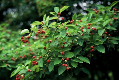 Amelanchier × lamarckii C3 40-50