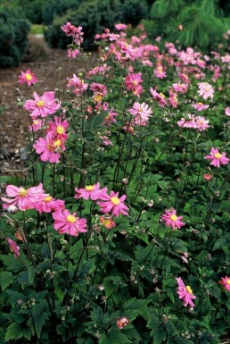 Anemone hupehensis 'Prinz Heinrich' Höstanemon 5-10 i kruka P9 Anemone hupehensis 'Prinz Heinrich'