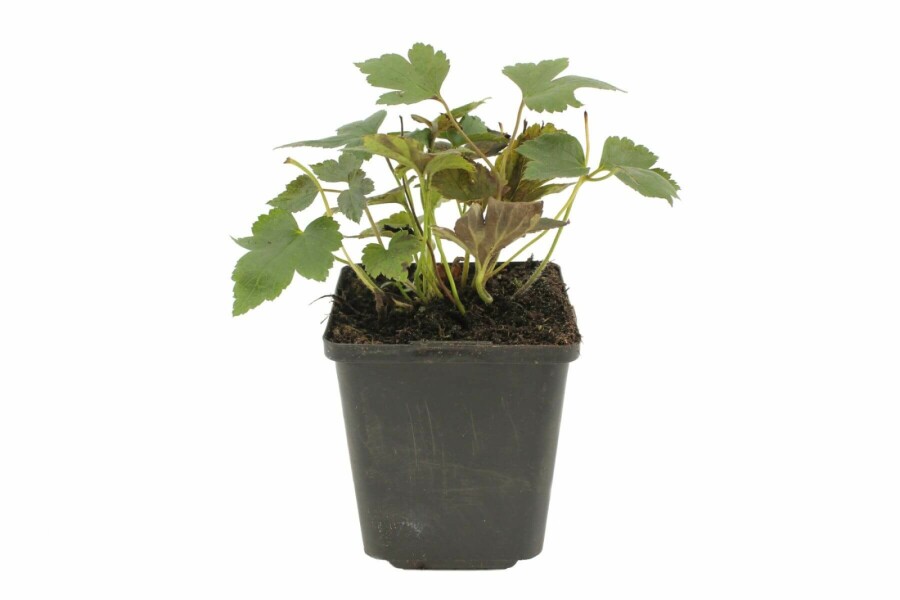 Anemone hupehensis 'Prinz Heinrich' Höstanemon 5-10 i kruka P9 Anemone hupehensis 'Prinz Heinrich'