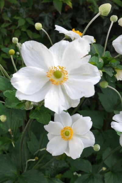Anemone hybrida 'Honorine Jobert' Höstanemon 5-10 i kruka P9 Anemone hybrida 'Honorine Jobert'