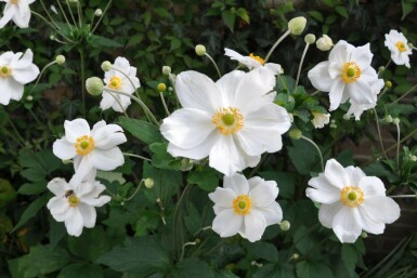 Anemone hybrida 'Honorine Jobert' Höstanemon 5-10 i kruka P9 Anemone hybrida 'Honorine Jobert'