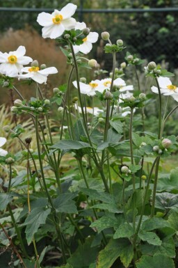Anemone hybrida 'Honorine Jobert' Höstanemon 5-10 i kruka P9 Anemone hybrida 'Honorine Jobert'