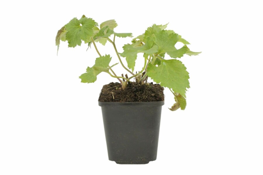 Anemone hybrida 'Königin Charlotte' Höstanemon 5-10 i kruka P9 Anemone hybrida 'Königin Charlotte'