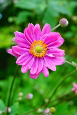Anemone hybrida 'Pamina' Höstanemon 5-10 i kruka P9 Anemone hybrida 'Pamina'