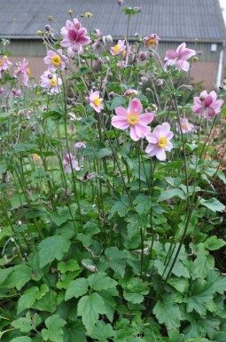Anemone hybrida 'Serenade' Stor höstanemon 5-10 i kruka P9 Anemone hybrida 'Serenade'