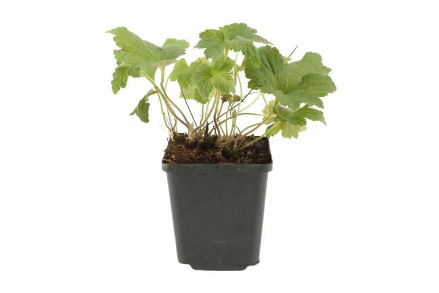 Anemone hybrida 'Whirlwind' Stor höstanemon 5-10 i kruka P9 Anemone hybrida 'Whirlwind'