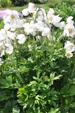 Anemone sylvestris Tovsippa 5-10 i kruka P9 Anemone sylvestris