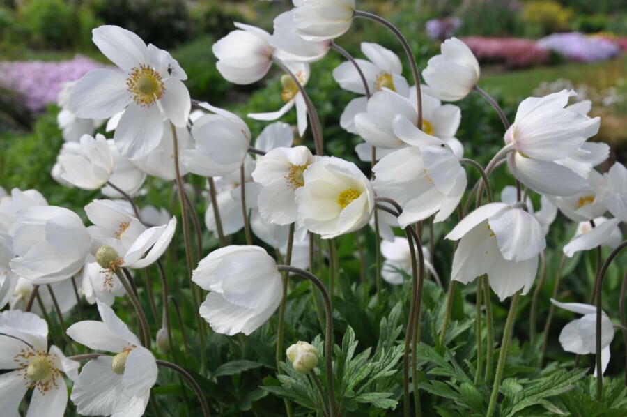 Anemone sylvestris Tovsippa 5-10 i kruka P9 Anemone sylvestris