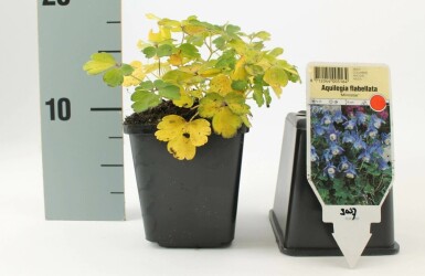 Aquilegia flabellata 'Ministar' Japansk akleja 5-10 i kruka P9 Aquilegia flabellata 'Ministar'