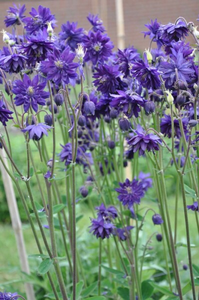 Aquilegia vulgaris 'Black Barlow' Akleja 5-10 i kruka P9 Aquilegia vulgaris 'Black Barlow'