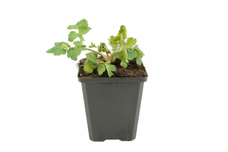 Aquilegia vulgaris 'Black Barlow' Akleja 5-10 i kruka P9 Aquilegia vulgaris 'Black Barlow'