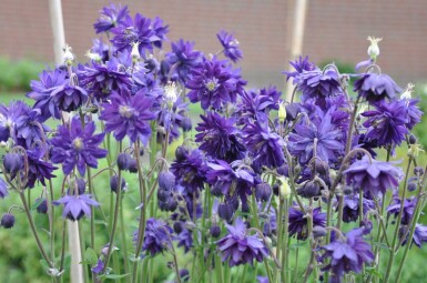 Aquilegia vulgaris 'Black Barlow' Akleja 5-10 i kruka P9 Aquilegia vulgaris 'Black Barlow'
