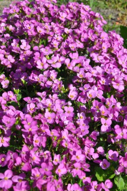 Arabis caucasica 'Pinkie' Fagertrav 5-10 i kruka P9 Arabis caucasica 'Pinkie'