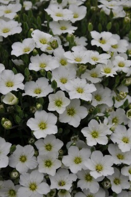 Arenaria montana Bergnarv 5-10 i kruka P9 Arenaria montana