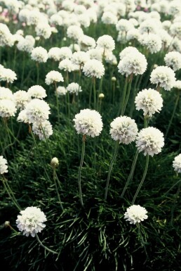 Armeria maritima 'Alba' Strandtrift 5-10 i kruka P9 Armeria maritima 'Alba'