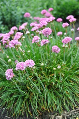 Armeria maritima 'Splendens Perfecta' Trift 5-10 i kruka P9 Armeria maritima 'Splendens Perfecta'